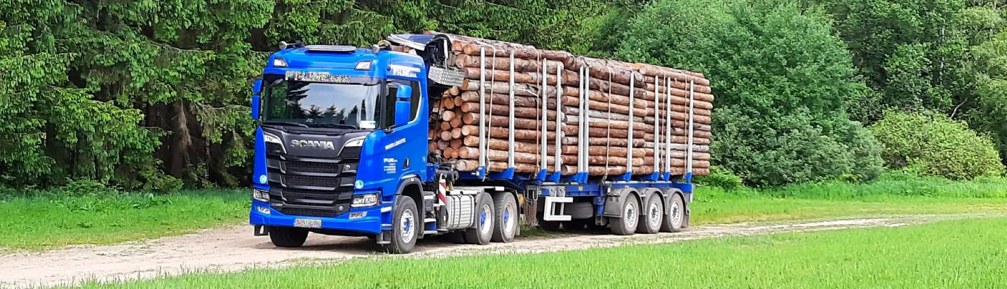 Mit Trendholz vom Wald zur Holzindustrie