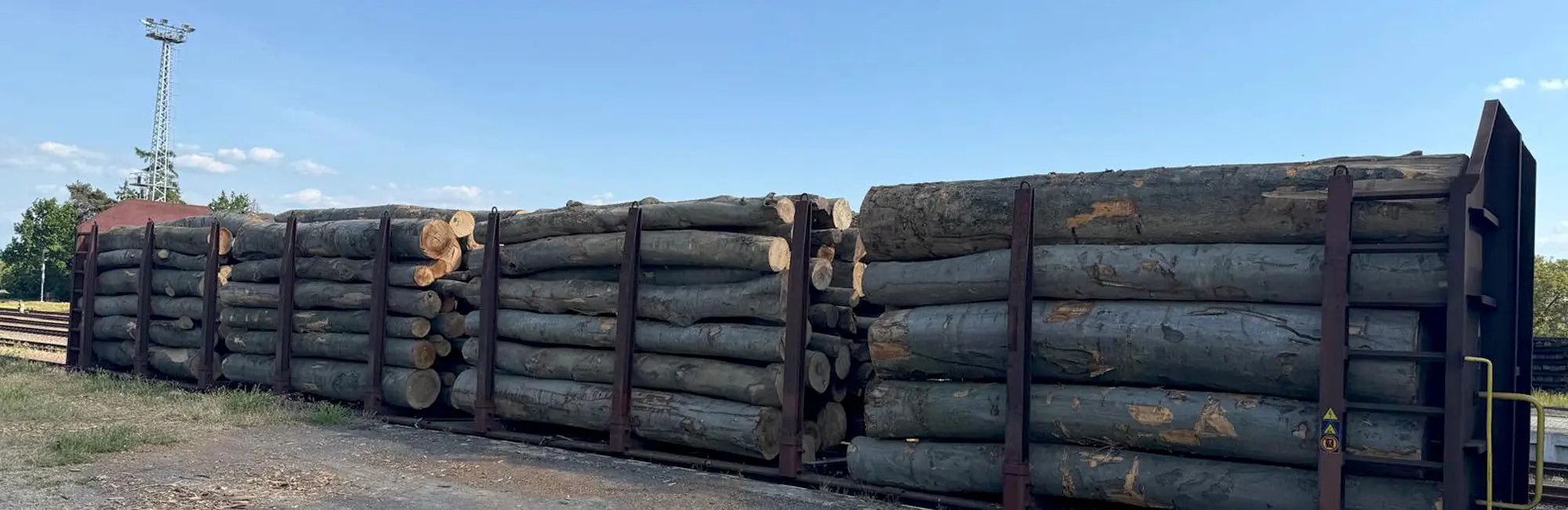 Mit Trendholz vom Wald zur Holzindustrie