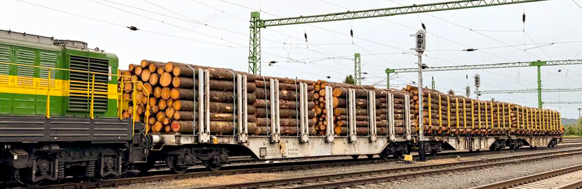Mit Trendholz vom Wald zur Holzindustrie